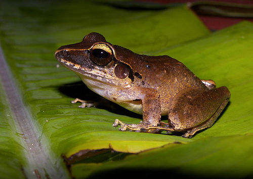 Craugastor raniformis